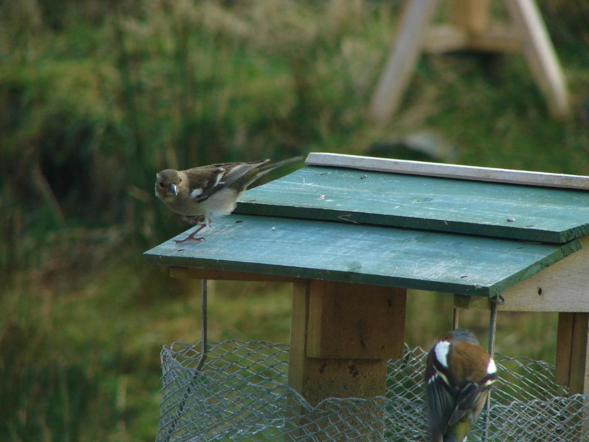 Clifden Wildflower Cottage - Clifden Countryside Lettings 외부 사진