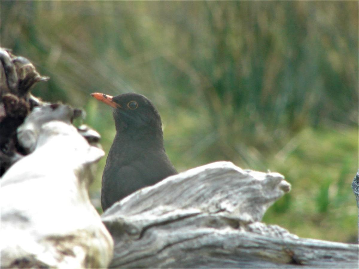 Clifden Wildflower Cottage - Clifden Countryside Lettings 외부 사진
