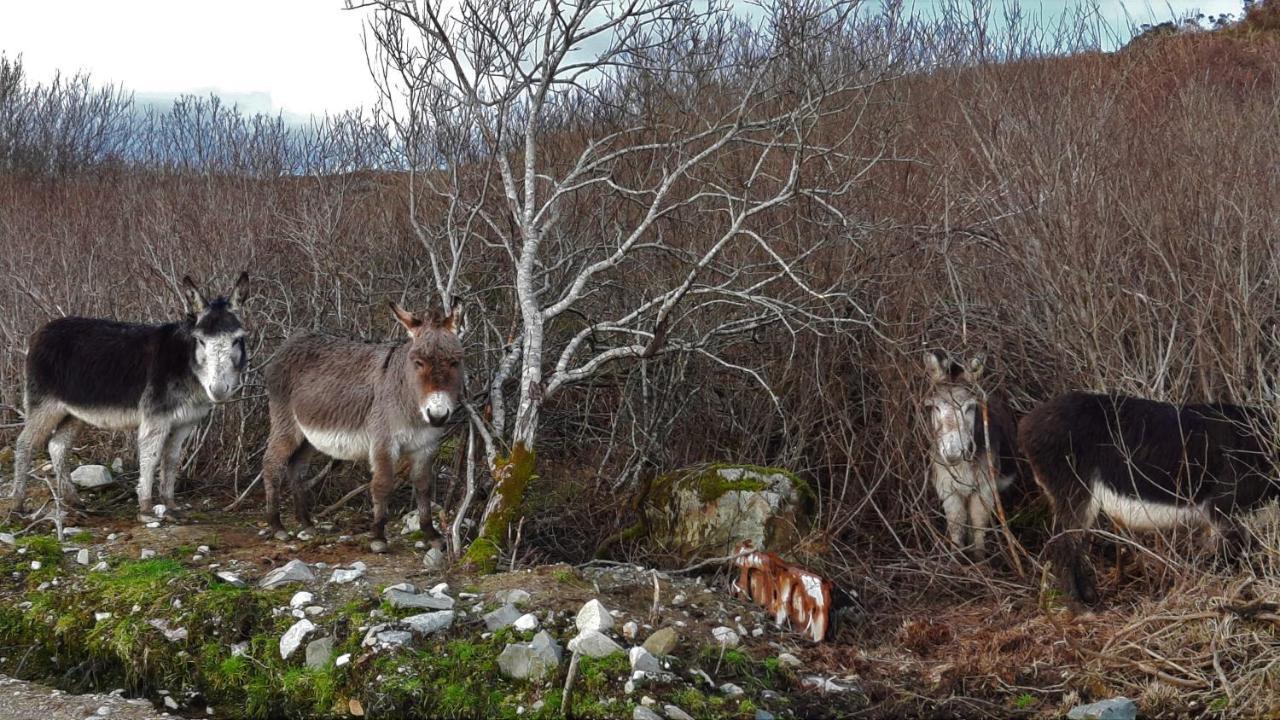 Clifden Wildflower Cottage - Clifden Countryside Lettings 외부 사진