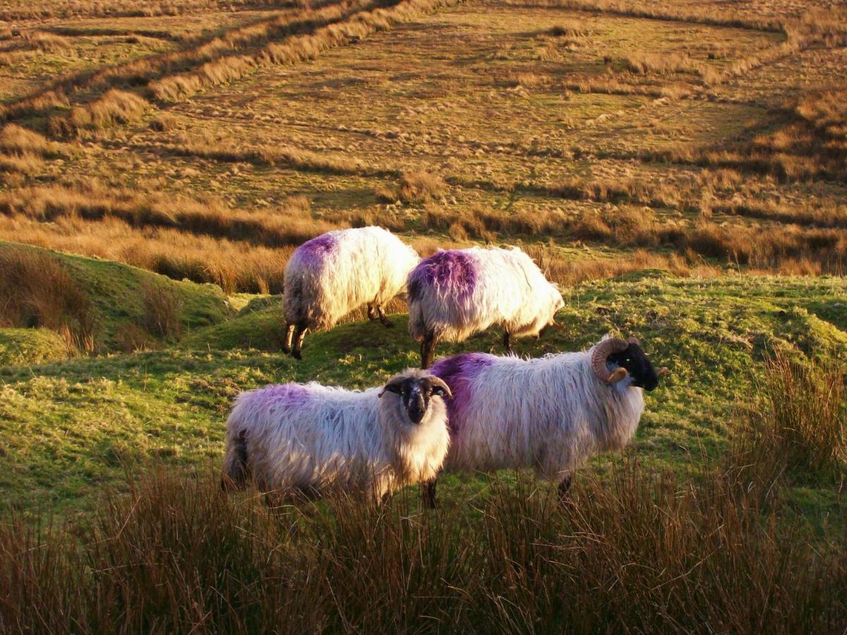 Clifden Wildflower Cottage - Clifden Countryside Lettings 외부 사진