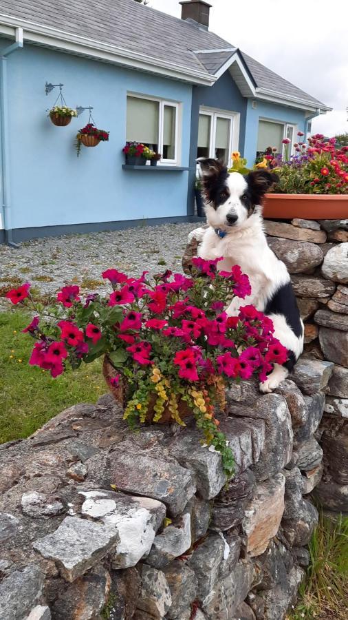 Clifden Wildflower Cottage - Clifden Countryside Lettings 외부 사진